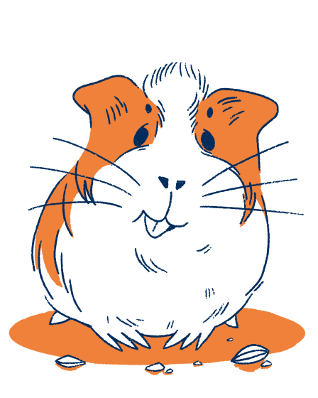 Prima Small Pets guinea pig drawing